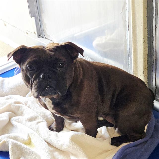 Nala - A878525