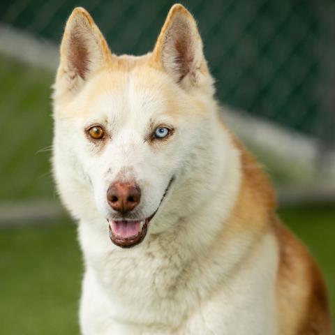 French Fry - A878730