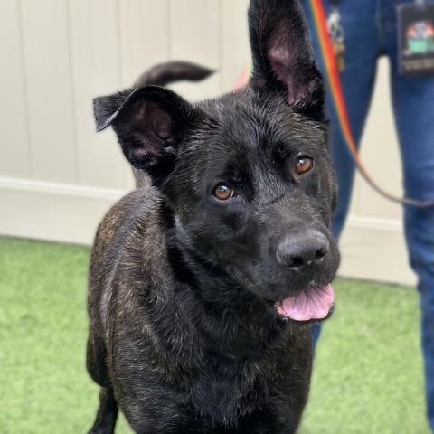 Tara - A878759