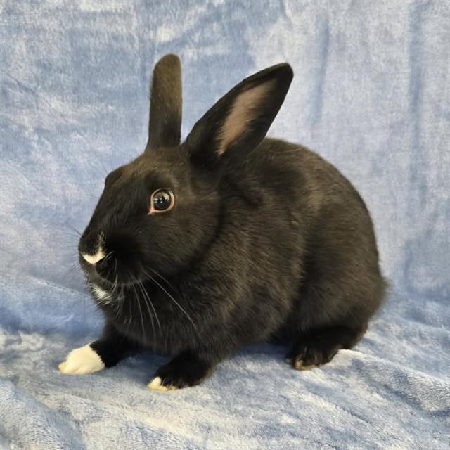 Mollie - A879015