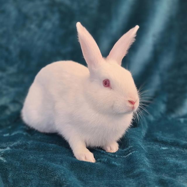 Remi - A880028