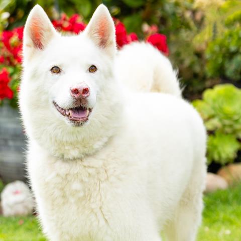 Ghost - A880519