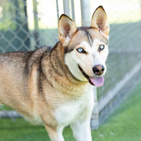 Nina Simone - A880627
