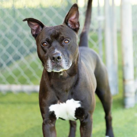 Cherry - A880686