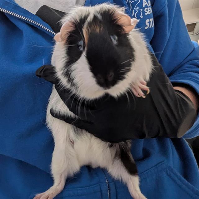 Momma - A880986