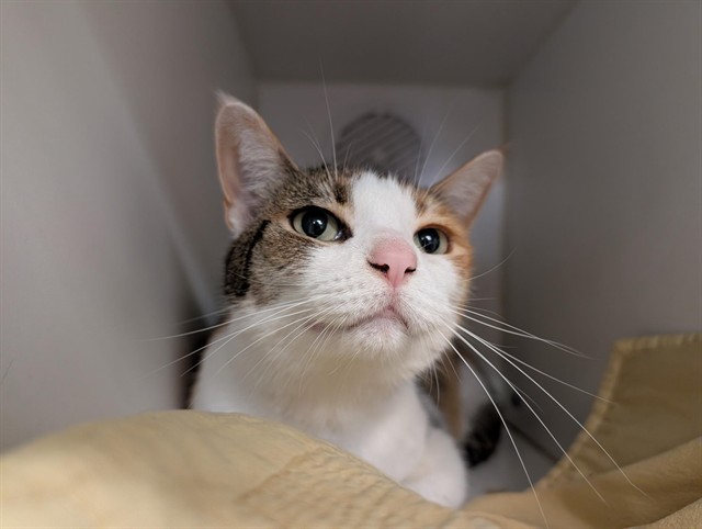 Miss Baby - A880994