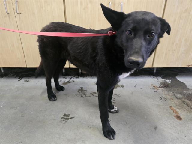 Duke - A881030