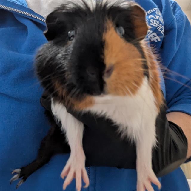 Mocha - A881064