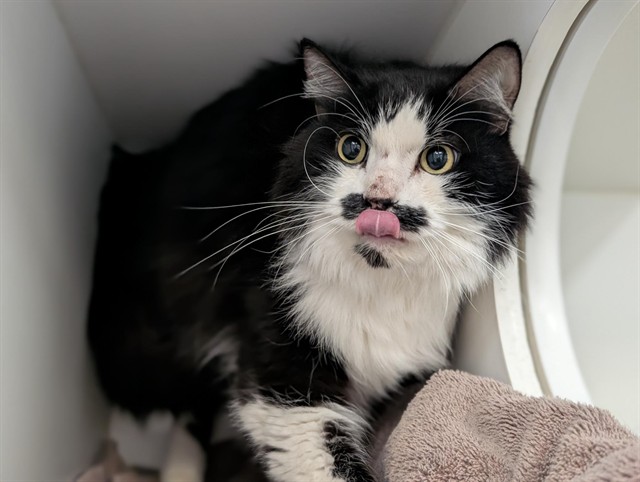 Chaplin - A881146