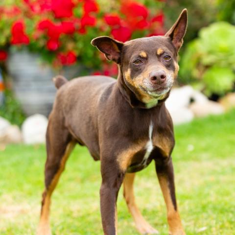 Russet - A881253