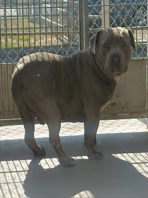 King - A881255