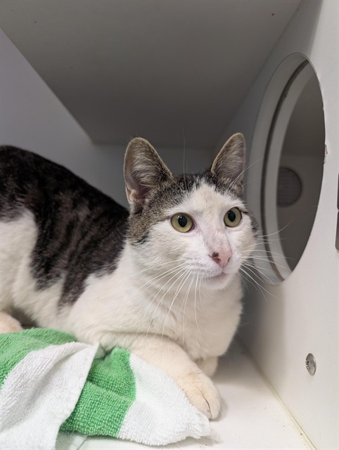 Joey - A881339