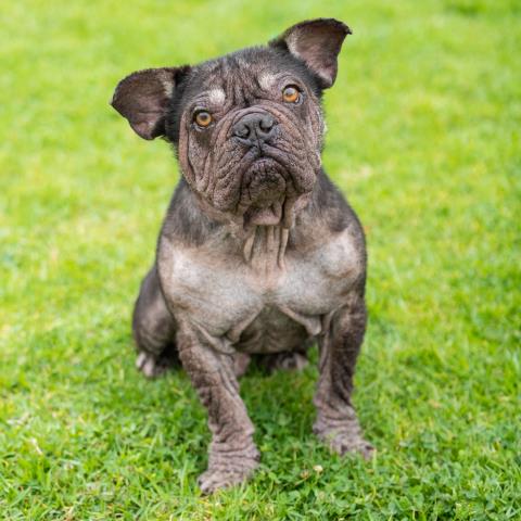 Tostitos - A881377