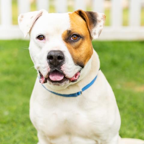 Tyson - A881564