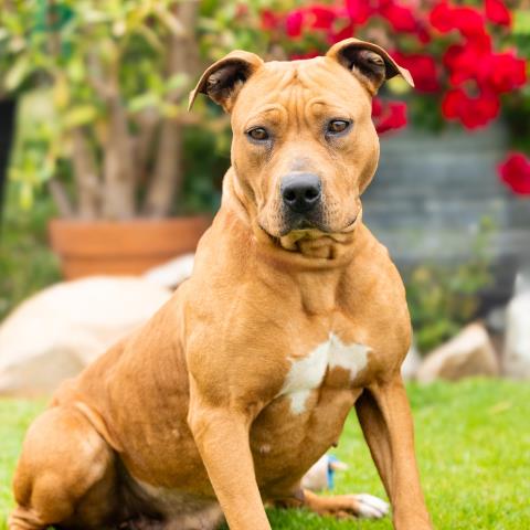 Remi - A881613
