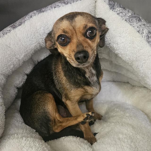 Heidi - A881614