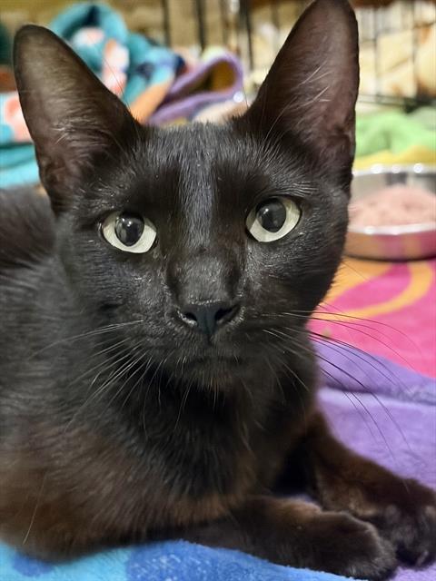 Bellatrix