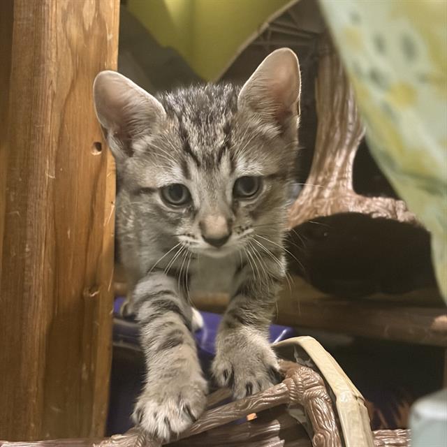 Sirius