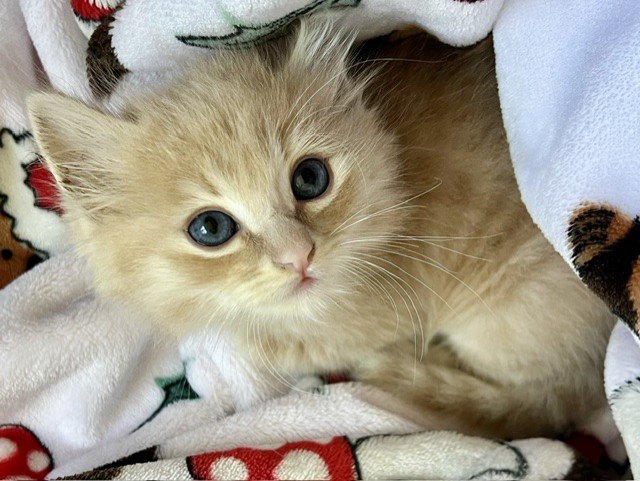 Skippy - A882500
