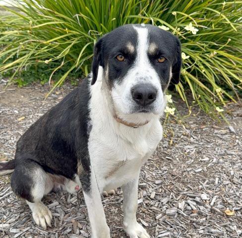 Scamper - A882717