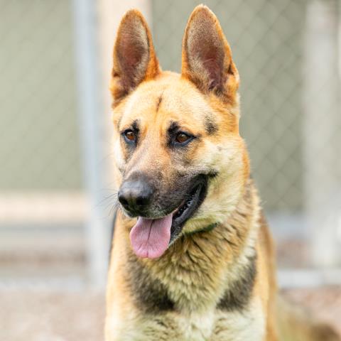 Chippy - A882927