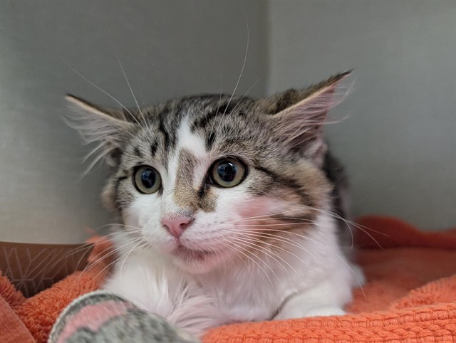 Clouseau - A882977