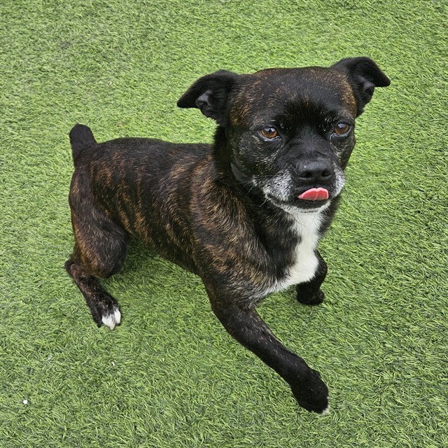 Pepper - A883021