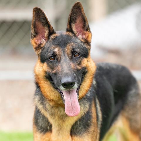 Chofis - A883027