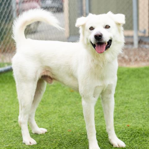 Reeses - A883143