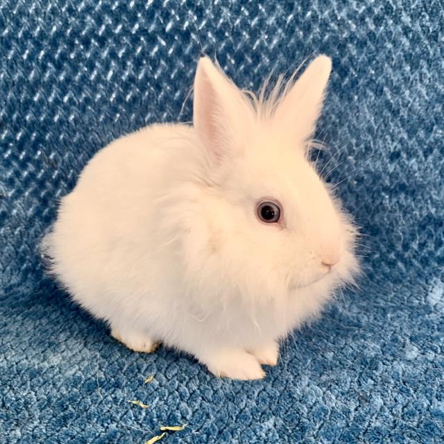 Gunther
